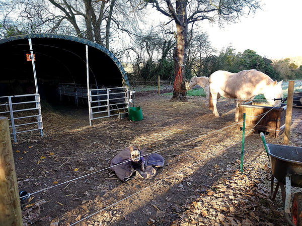 Enclosed Livestock Shelter for Single Horse Protection